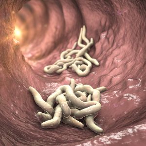 A bélféreg csupán egy az emberben is élő paraziták közül.