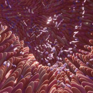 A bélflóra egyensúlya kiemelt fontosságú az immunműködés szempontjából.