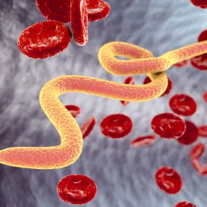 Parazita nem csupán az állatok testében élősködhet.